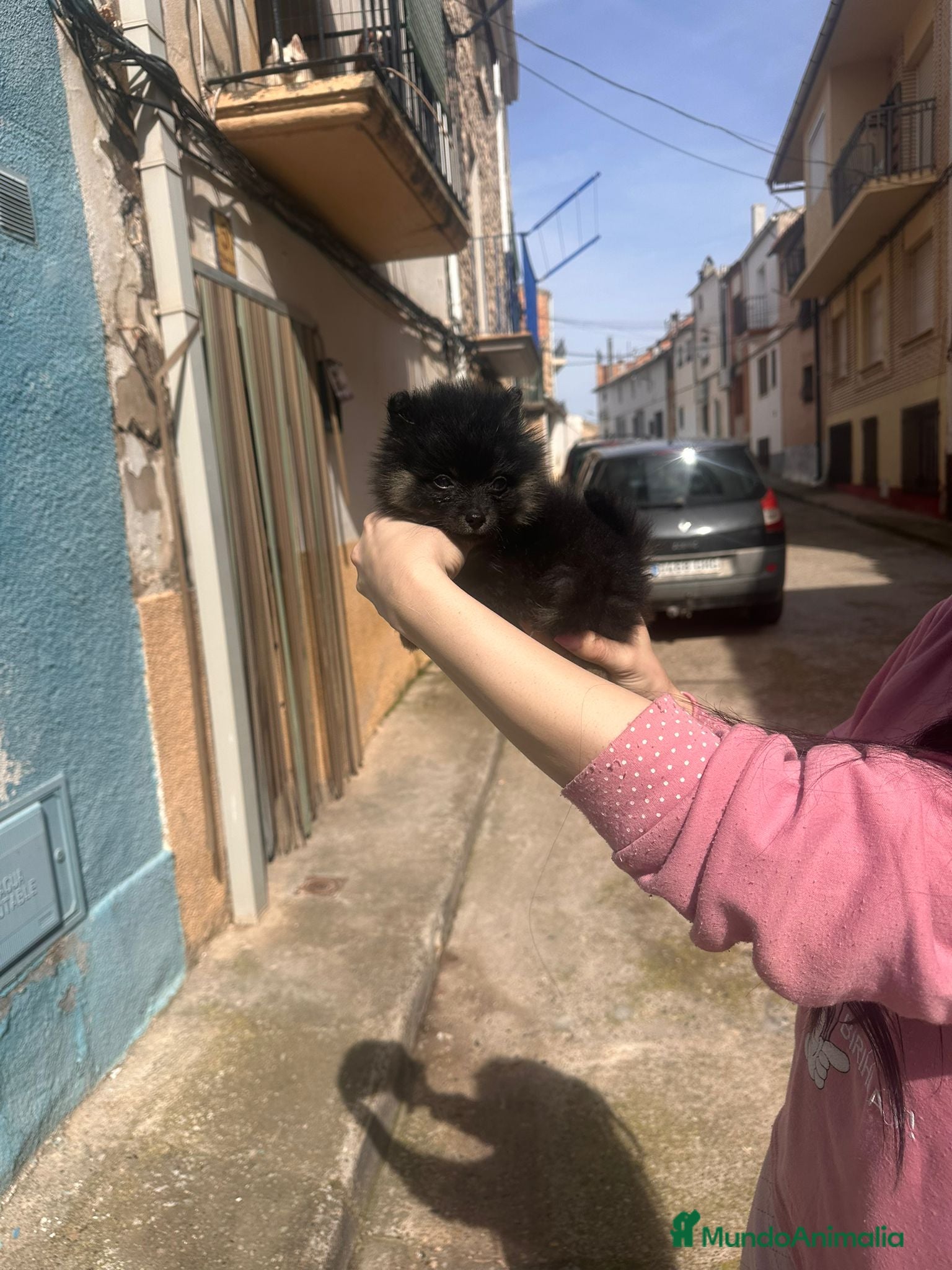 Pomerania perros Lulu pomerania  - Anuncio 29