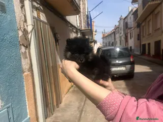 Pomerania perros Lulu pomerania - Anuncio 29