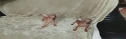 Pinscher Miniatura perros en venta: Pinscher miniatura rojos🐶🐾🔥 - Anuncio 1