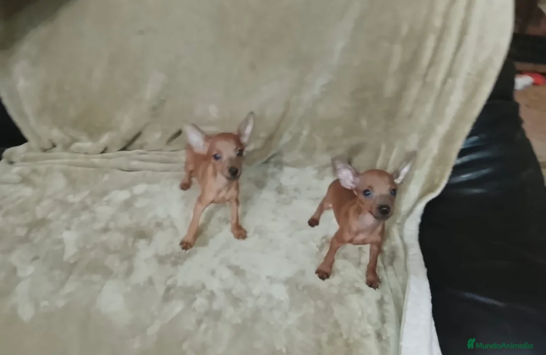 Pinscher Miniatura perros en venta: Pinscher miniatura rojos🐶🐾🔥 - Anuncio 1