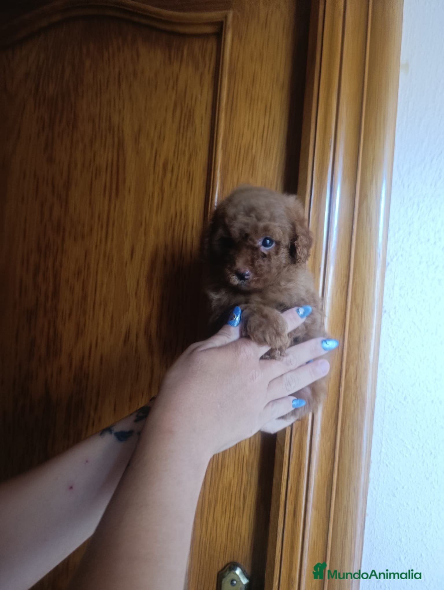 Caniche Toy perros CANICHE TOY MACHO OPORTUNIDAD  - Anuncio 1