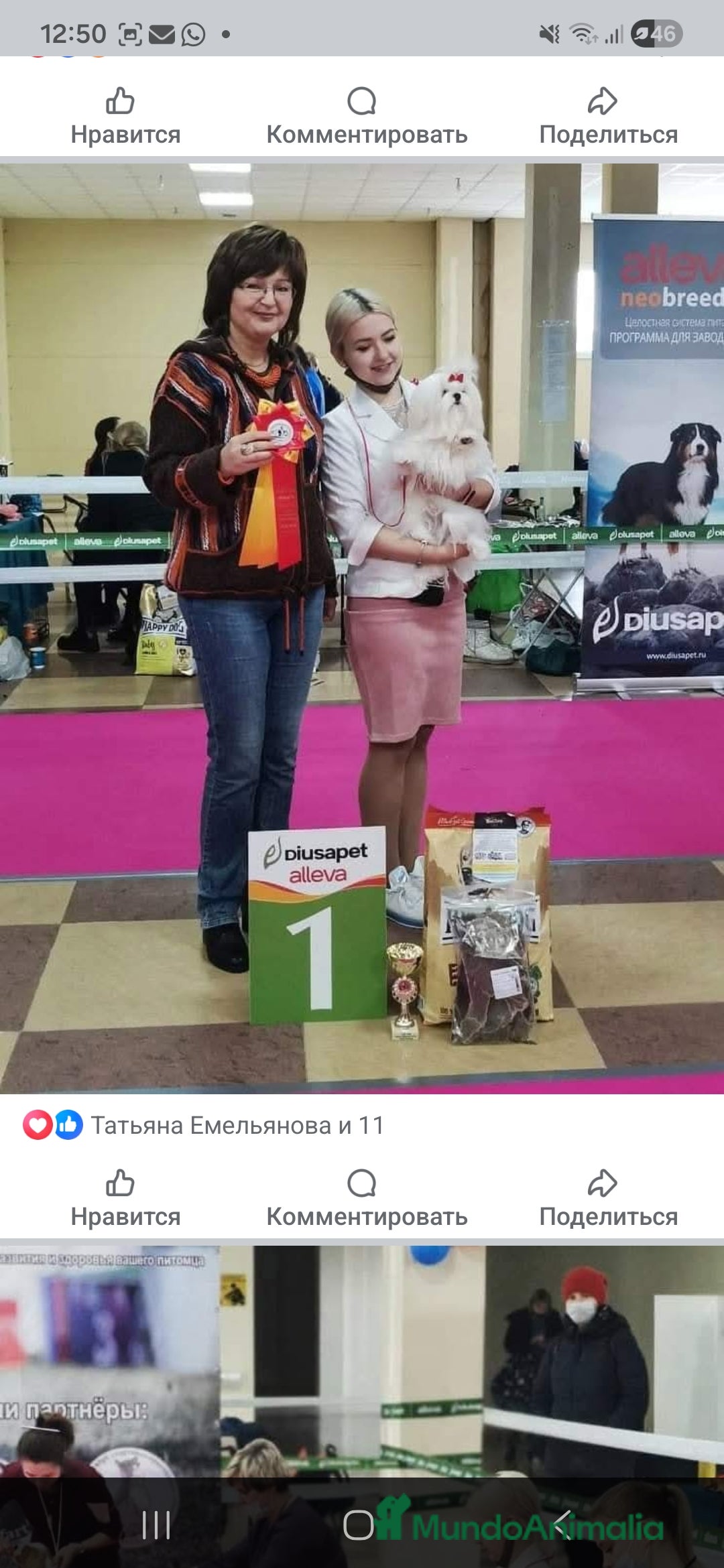 Bichón Maltés perros en venta: Bichon Maltese Coreano Asiático Puro mini - Imagen 4