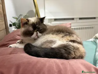 Exótico de Pelo Corto gatos Gato exótico - Anuncio 1