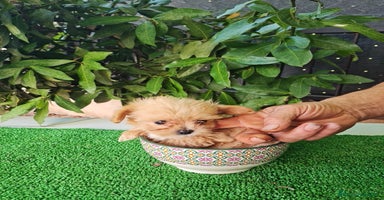 Maltipoo perros - Propaganda 6