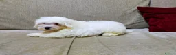 Bichón Maltés perros en venta: PRECIOSOS BICHON MALTES  LINEA TOY  - Anuncio 28