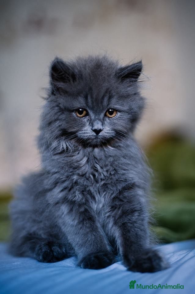 Británico de Pelo Largo gatos BRITISHLONGHAIR🩶GATITOS EXCLUSIVOS DE PELO LARGO  - Anuncio 1