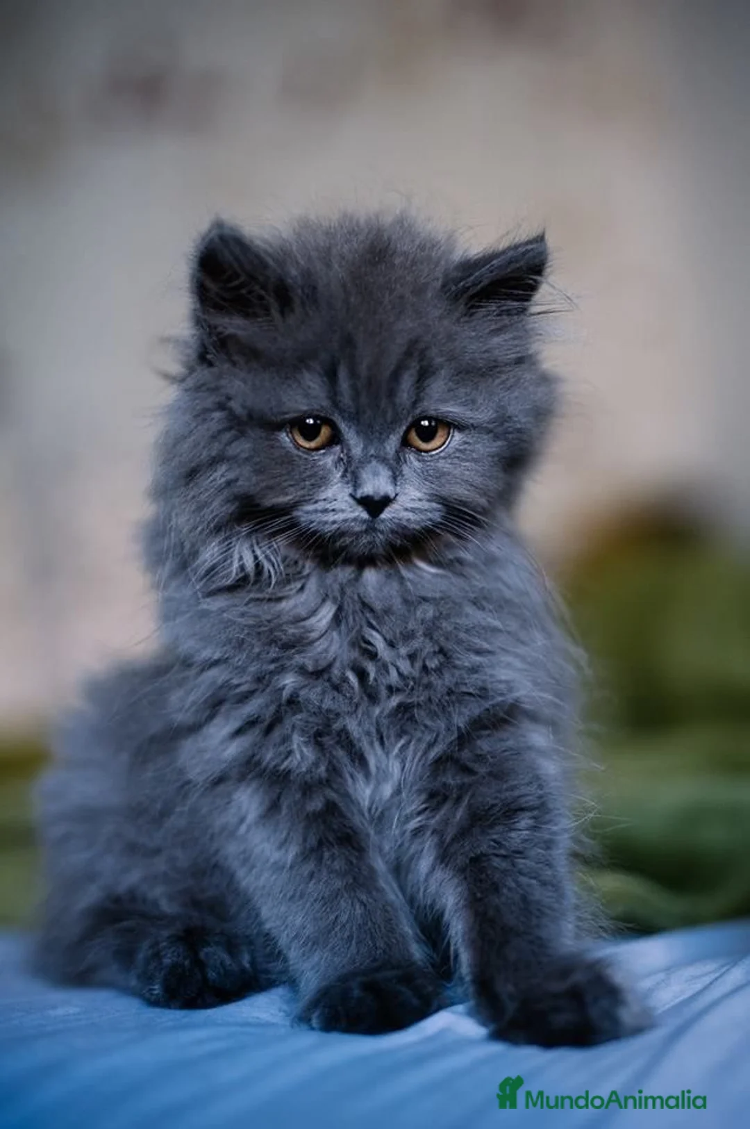 Británico de Pelo Largo gatos en venta: BRITISHLONGHAIR🩶GATITOS EXCLUSIVOS DE PELO LARGO  - Anuncio 1