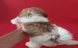 Shih Tzu perros en venta: Shitzhu  - Imagen 2