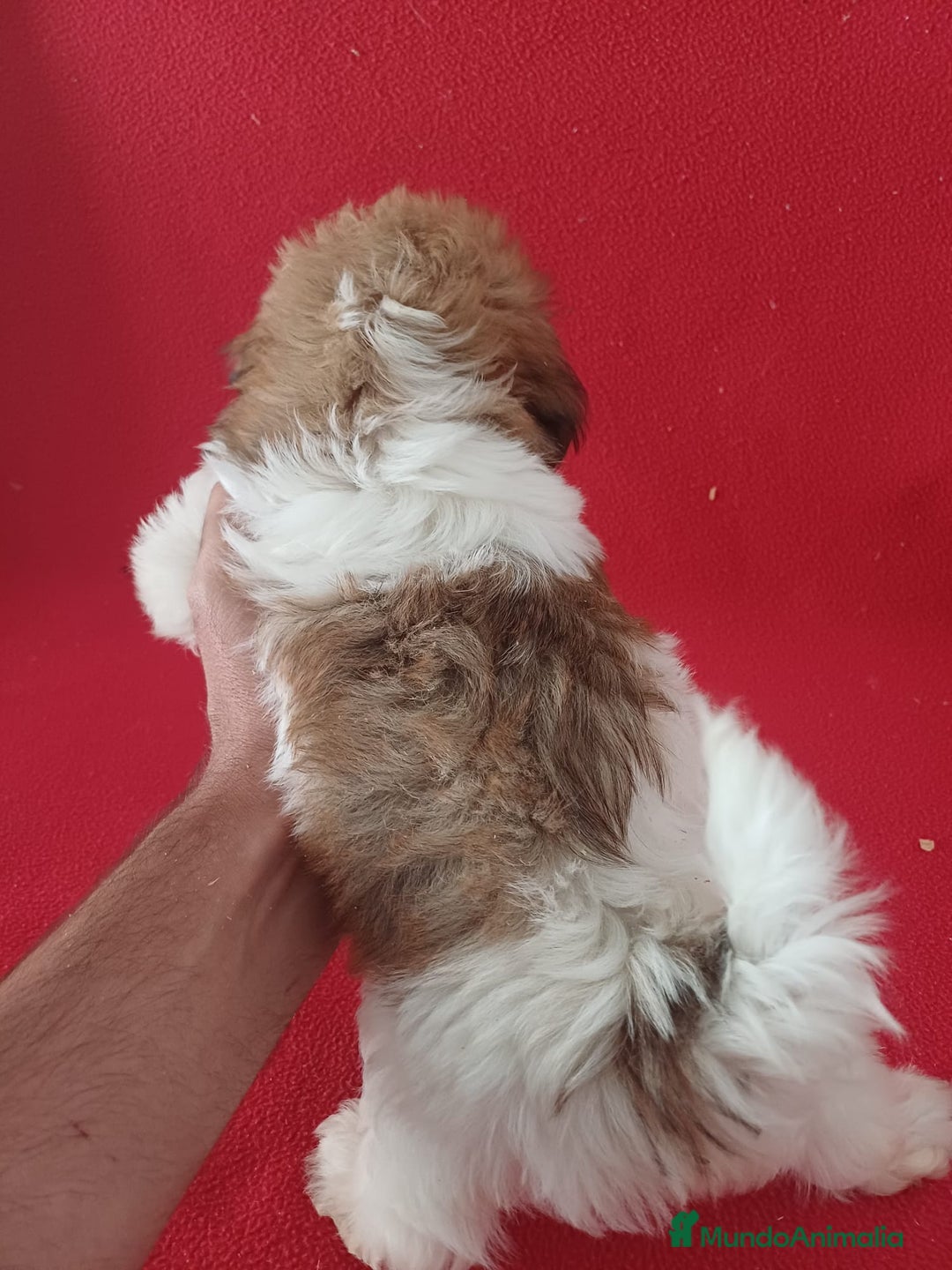 Shih Tzu perros en venta: Shitzhu  - Imagen 2