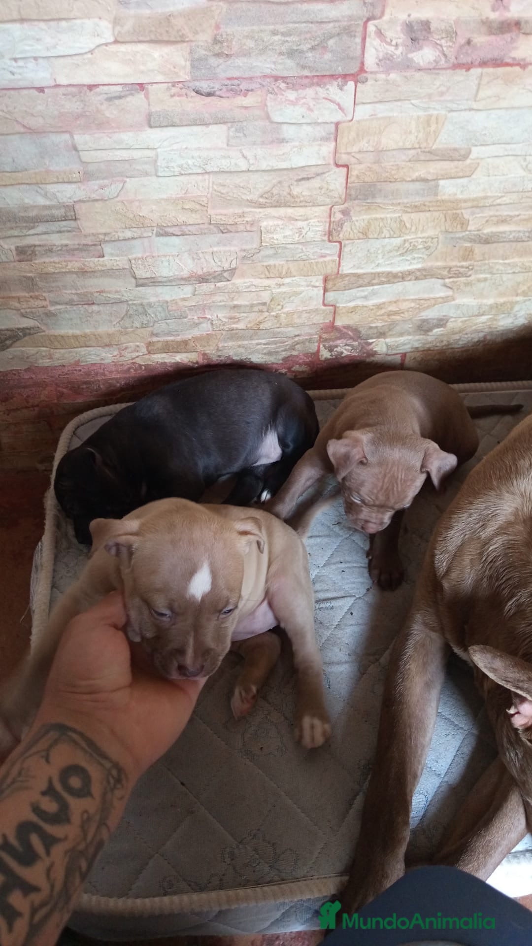 American Pit Bull Terrier perros Pitbull  - Anuncio 2