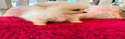Pomerania perros en venta: Pomerania toy - Anuncio 8