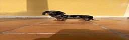 Teckel Miniatura perros en venta: Teckel miniatura macho arlequín Merle plata  - Anuncio 22