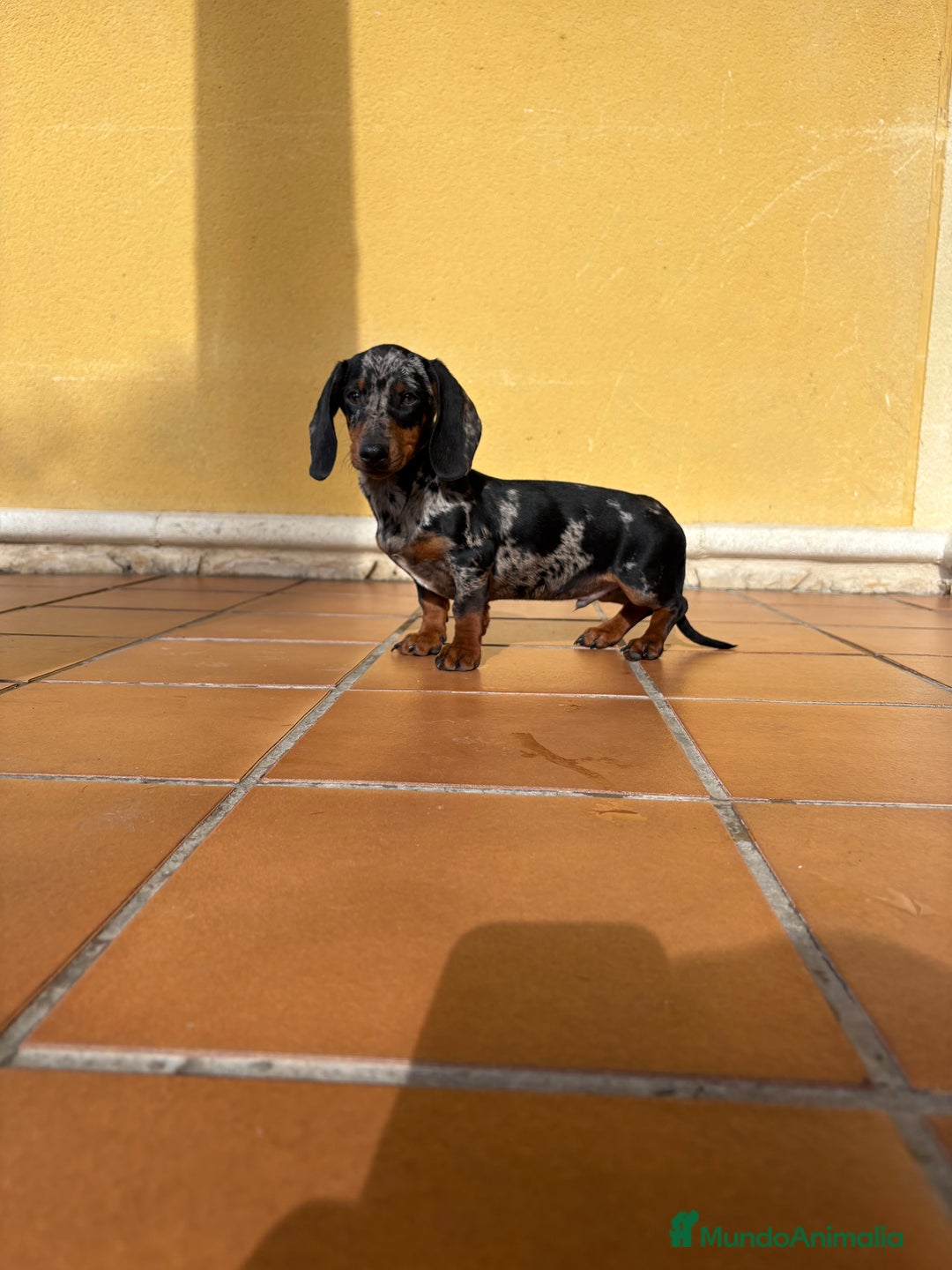 Teckel Miniatura perros en venta: Teckel miniatura macho arlequín Merle plata  - Anuncio 22