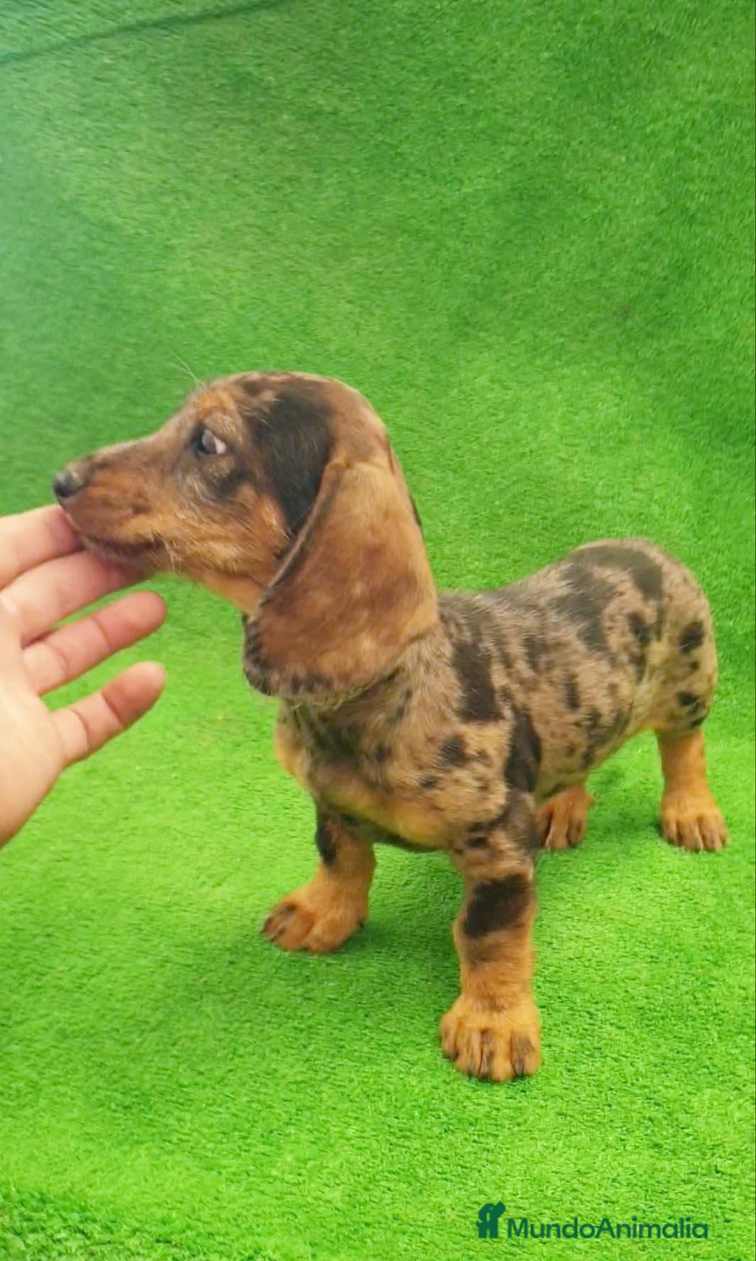 Teckel Miniatura perros en venta: Teckel miniatura ♂️♀️ - Anuncio 10