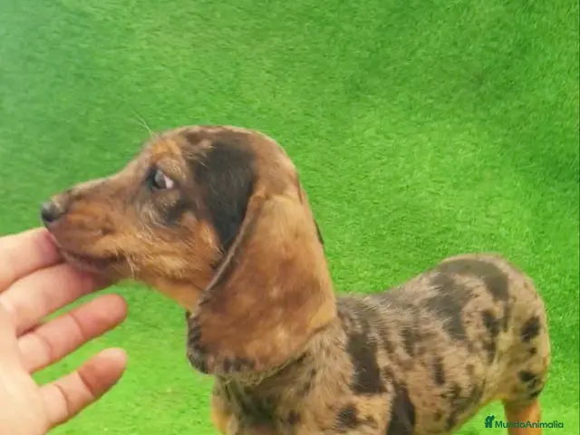 Teckel Miniatura perros en venta: Teckel miniatura ♂️♀️ - Anuncio 10