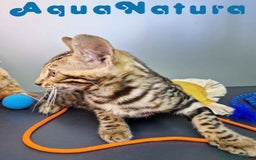 Bengalí gatos en venta: Bengali Hembra 4604 AQUANATURA - Imagen 2