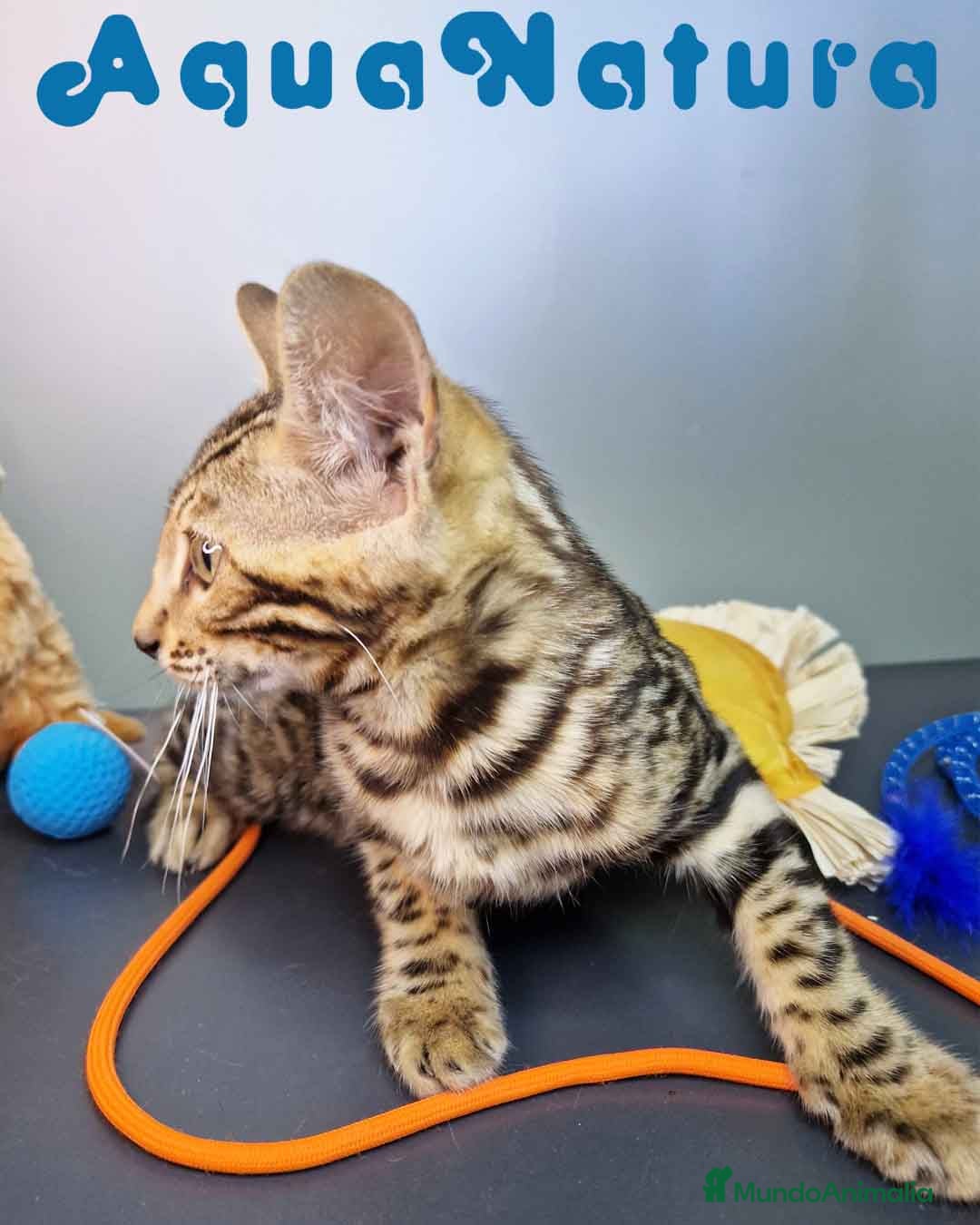 Bengalí gatos en venta: Bengali Hembra 4604 AQUANATURA - Imagen 2
