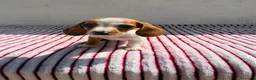 Teckel Miniatura perros en venta: Teckel Kaninchen - Anuncio 3