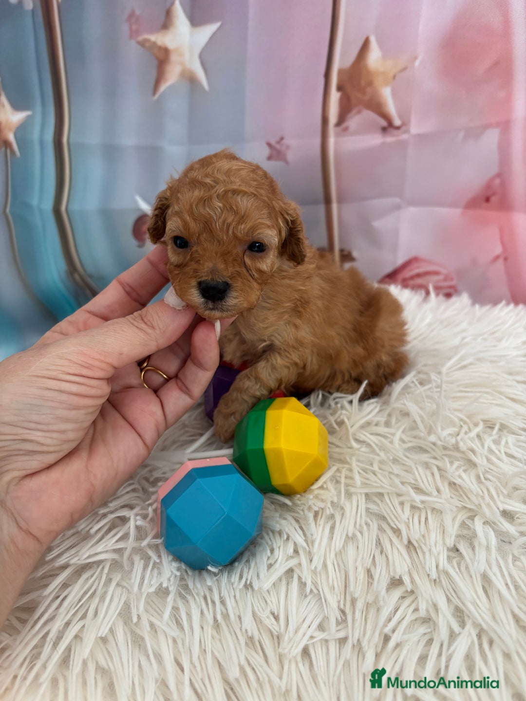 Caniche Toy perros en venta: Caniche Toy Apricot  - Anuncio 5