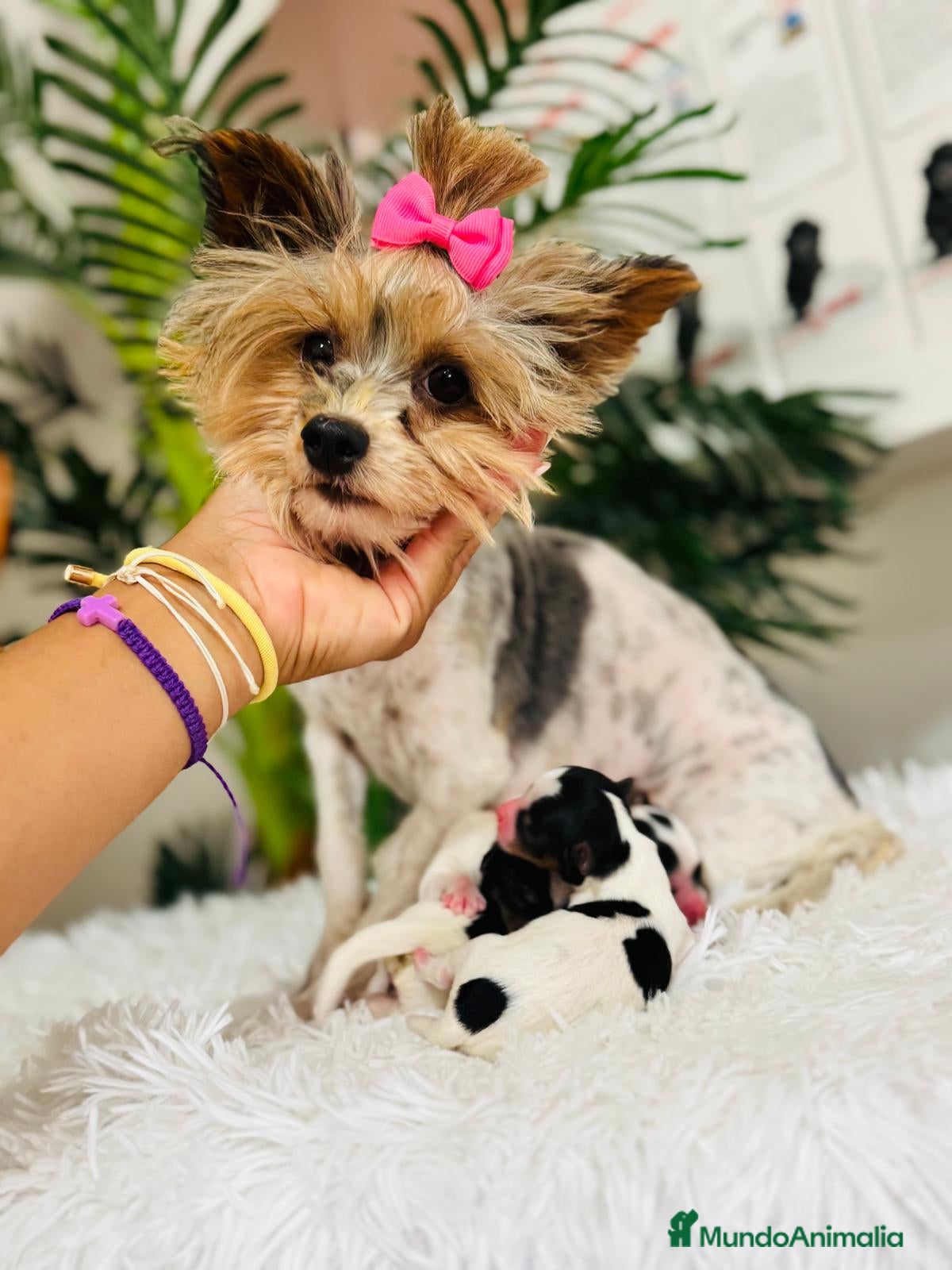 Yorkshire Terrier perros en venta: YORKSHIRE BIEWER - Anuncio 11