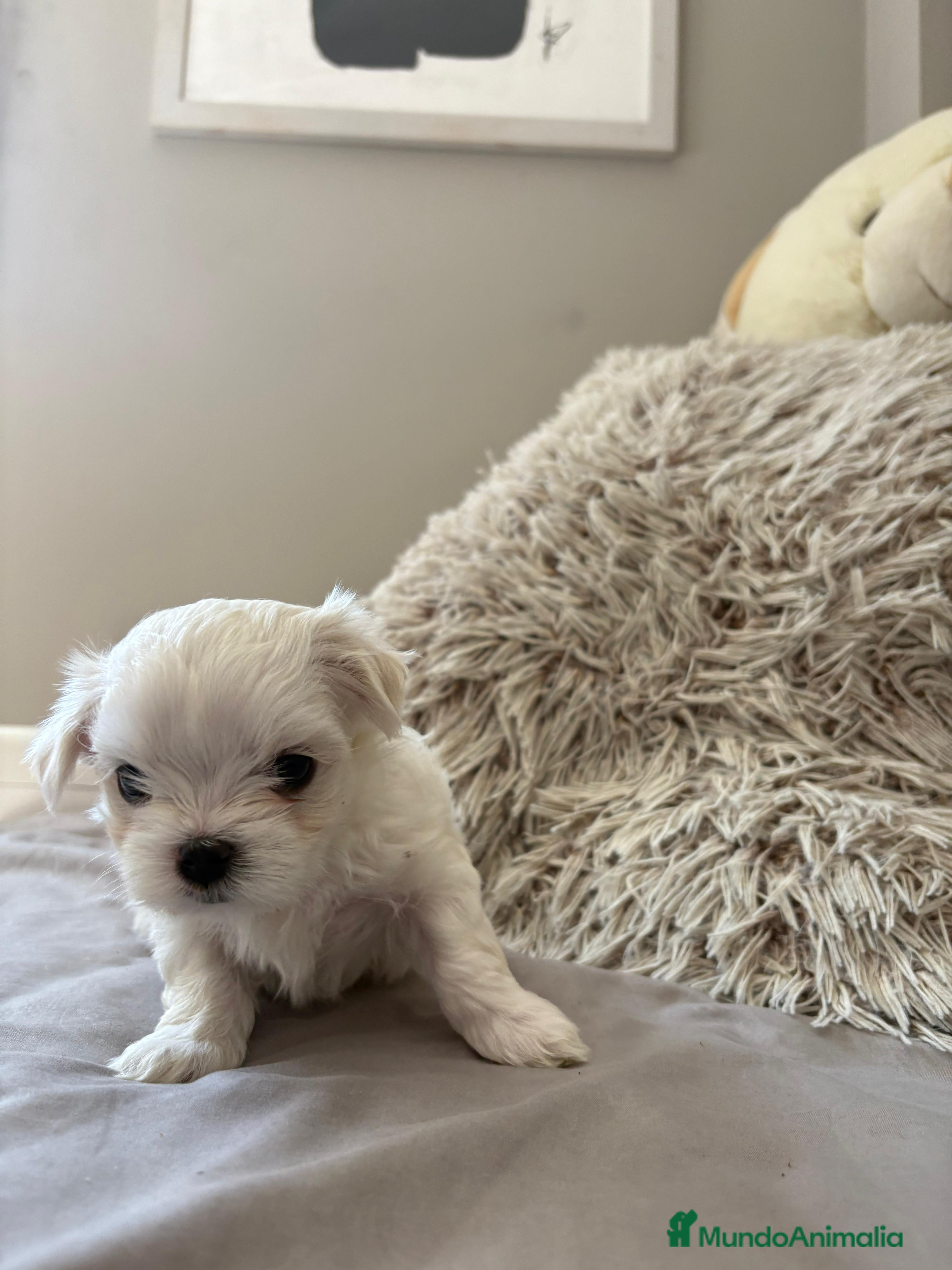 Bichón Maltés perros BICHON MALTES EXCLUSIVOS  - Anuncio 12