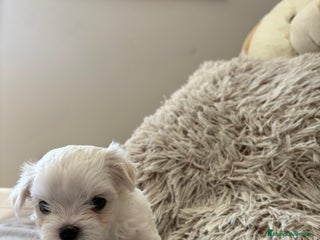 Bichón Maltés perros BICHON MALTES EXCLUSIVOS - Anuncio 1