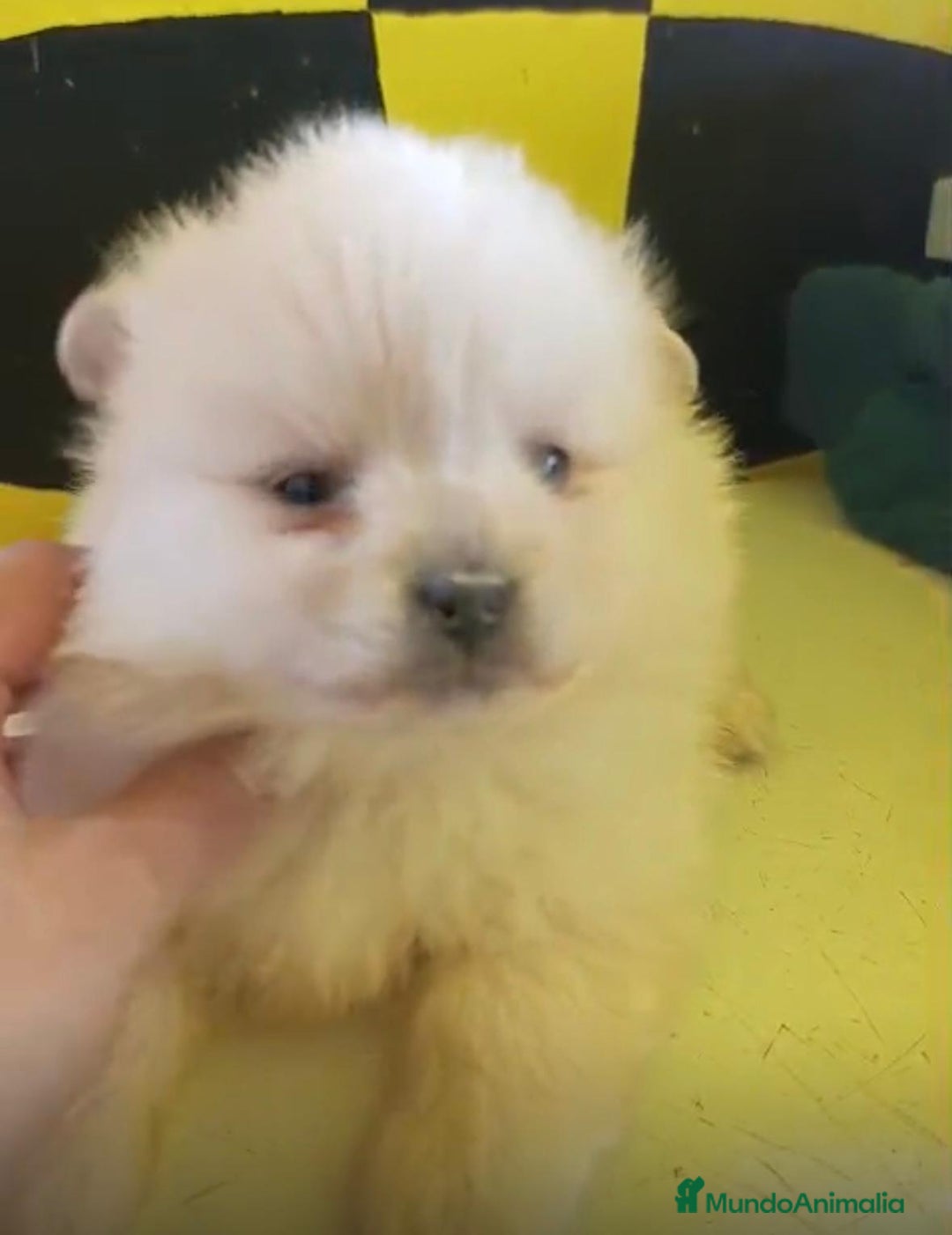 Pomerania perros en venta: Lulu pomerania toy - Anuncio 8