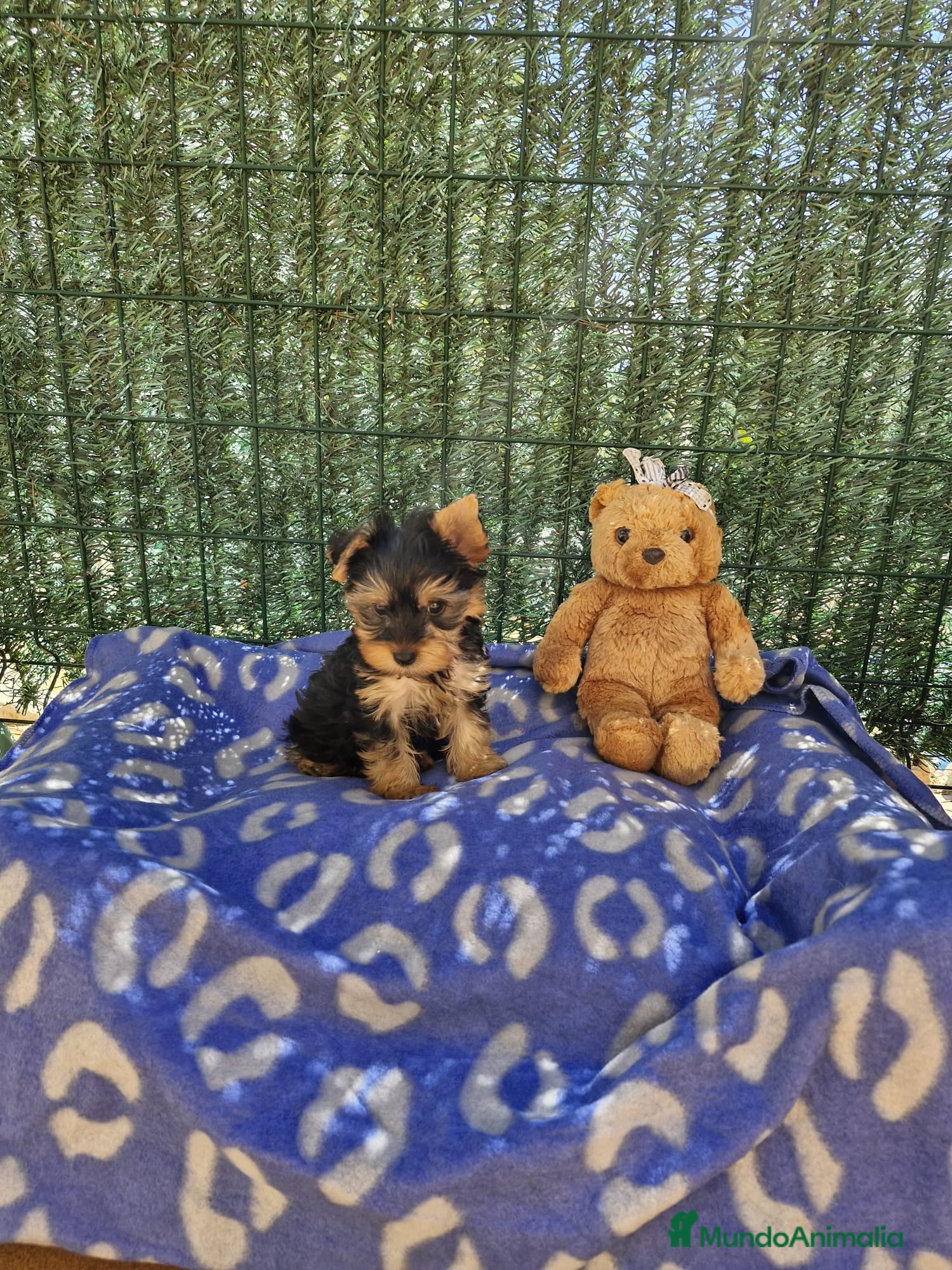 Yorkshire Terrier perros Yorkshire en Barcelona - Anuncio 17