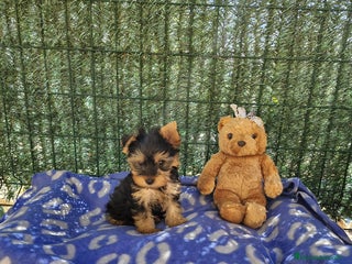 Yorkshire Terrier perros en Barcelona - Anuncio 20