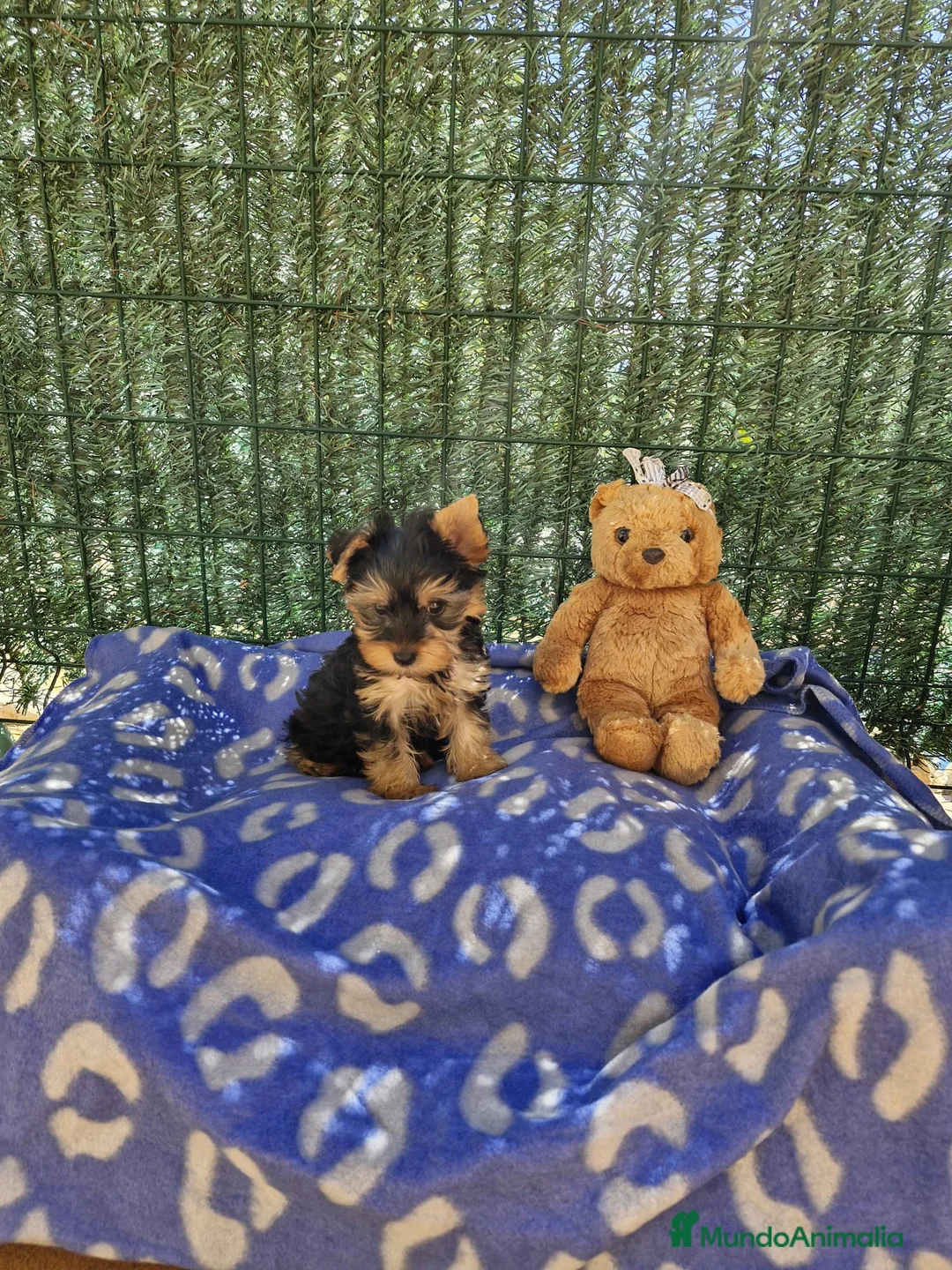 Yorkshire Terrier perros en venta: Yorkshire en Barcelona - Anuncio 1