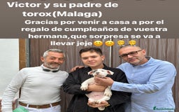 American Staffordshire-Terrier perros en venta: American Stanford, mis pequeños - Imagen 22