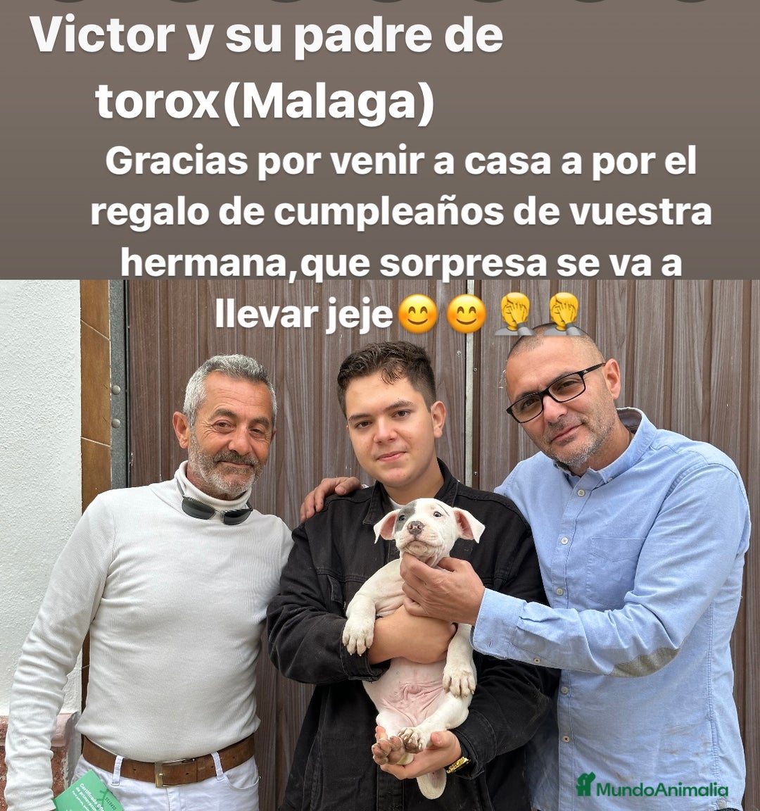 American Staffordshire-Terrier perros en venta: American Stanford, mis pequeños - Imagen 22