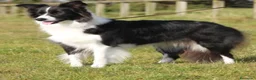 Border Collie perros en venta: Border collie  - Anuncio 3