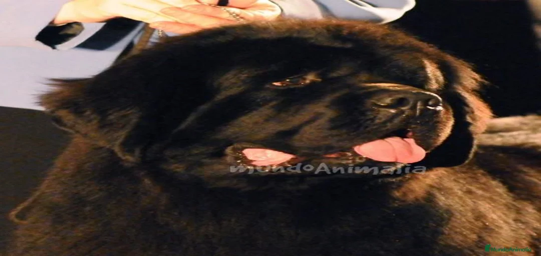 Imagen de galería {{count}}