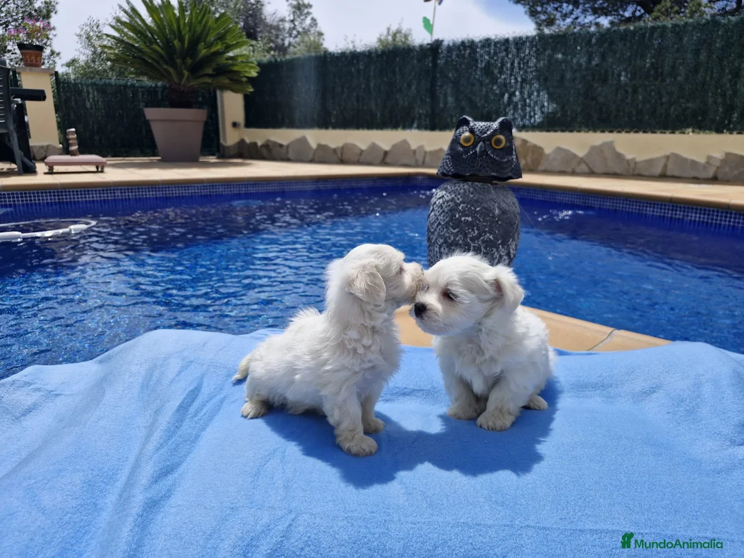 Bichón Maltés perros en venta: Bichón Maltés preciosos  en Barcelona - Anuncio 4