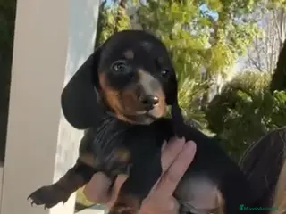 Teckel Miniatura perros Excelente Teckel negro fuego - Anuncio 1