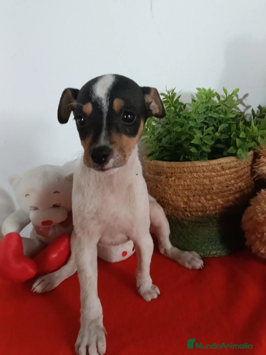 Ratonero Bodeguero Andaluz perros en venta: Preciosa camada de bodeguero  - Anuncio 2