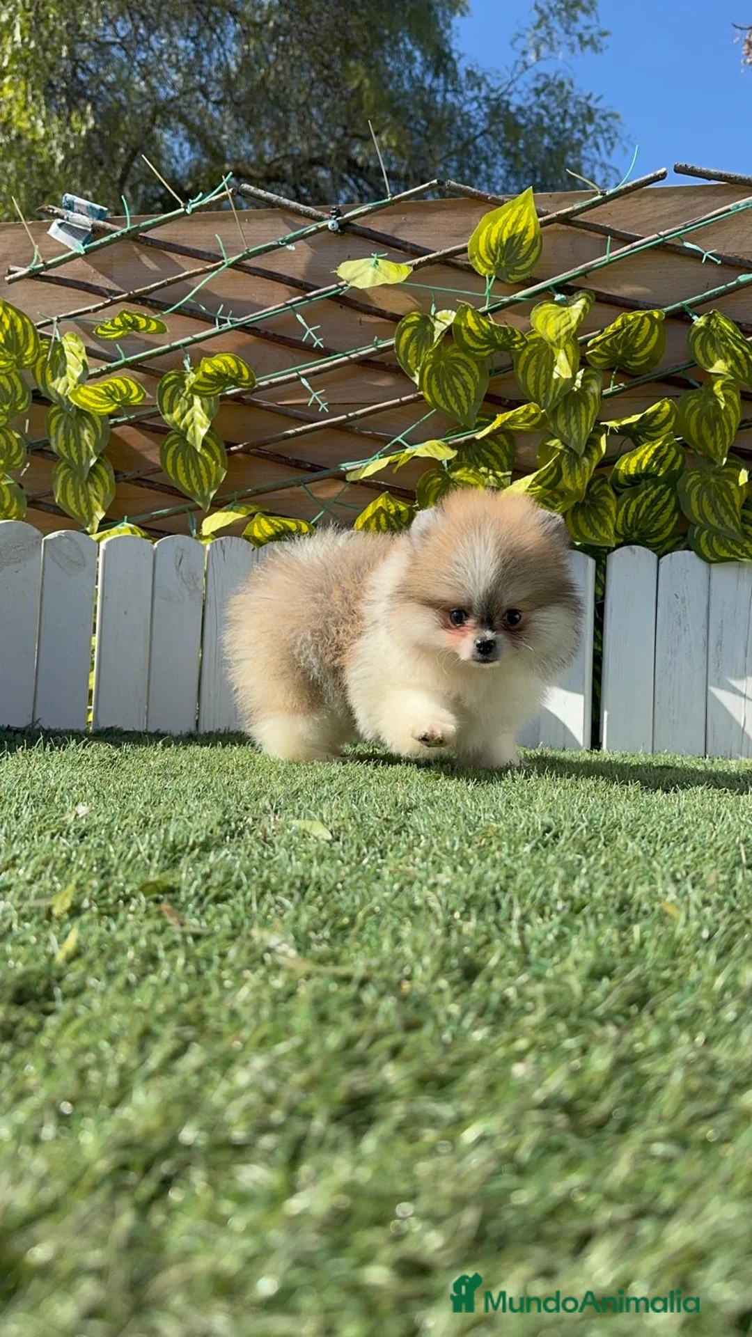 Pomerania perros en venta: POMERANIA - Anuncio 13