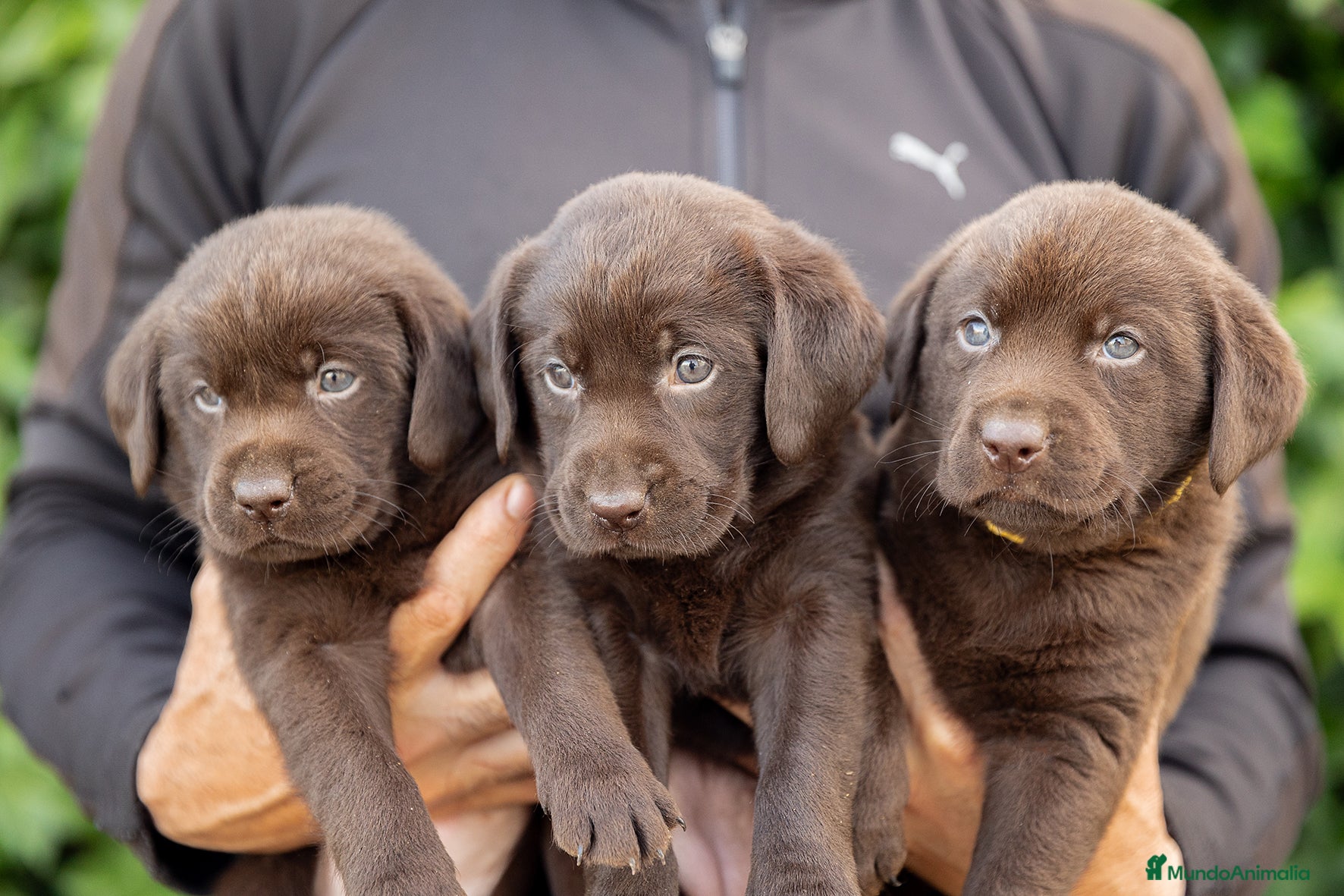Labrador Retriever perros LABRADOR CHOCOLATE DISPONIBLE - Anuncio 2