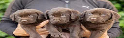 Labrador Retriever perros en venta: LABRADOR CHOCOLATE DISPONIBLE - Anuncio 2