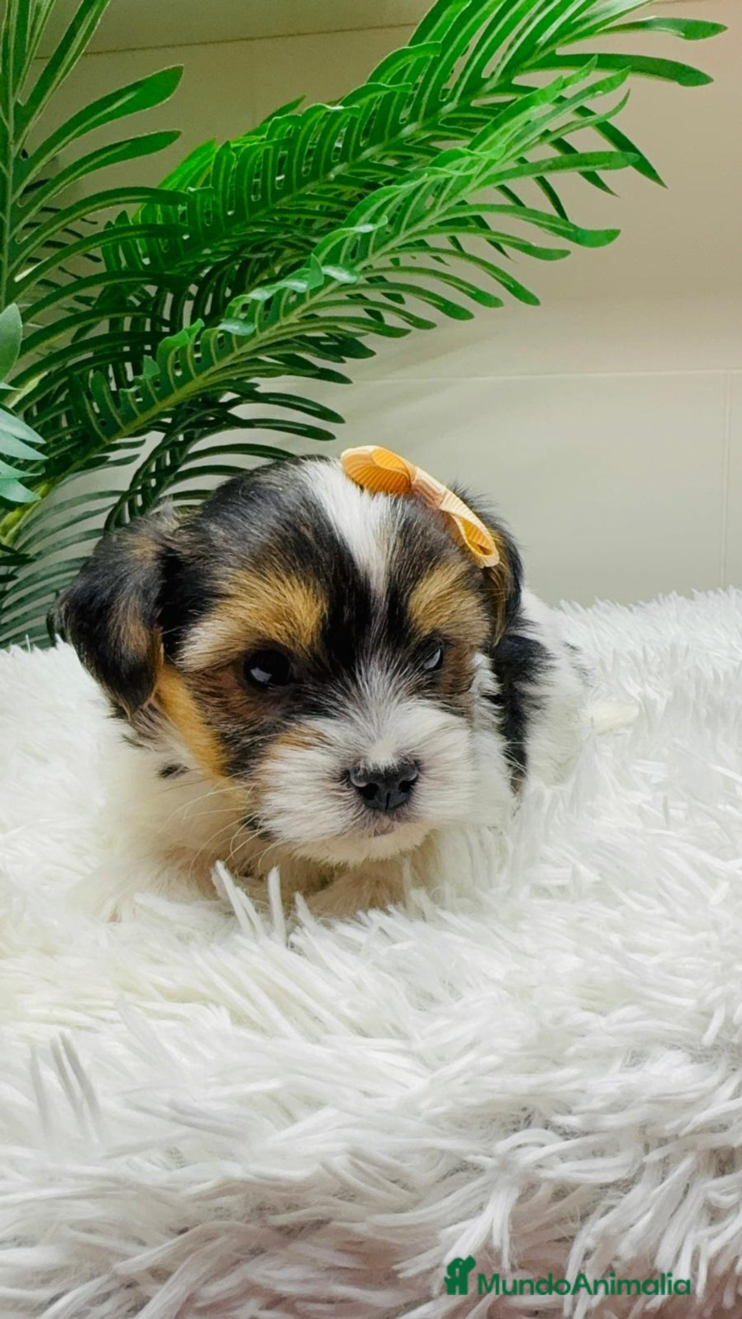 Yorkshire Terrier perros en venta: YORKSHIRE BIEWER - Anuncio 8