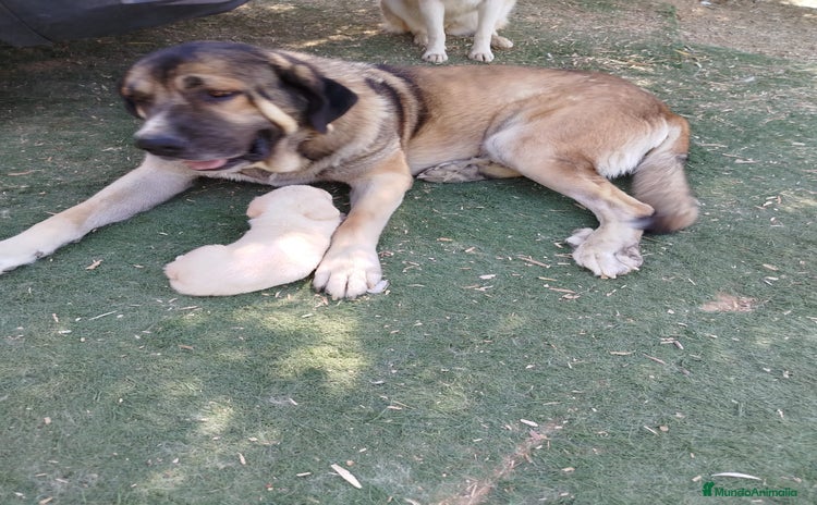 Mastín Español perros - Anuncio 1