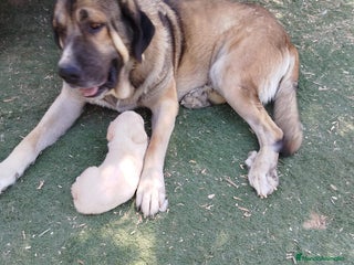 Mastín Español perros - Anuncio 1