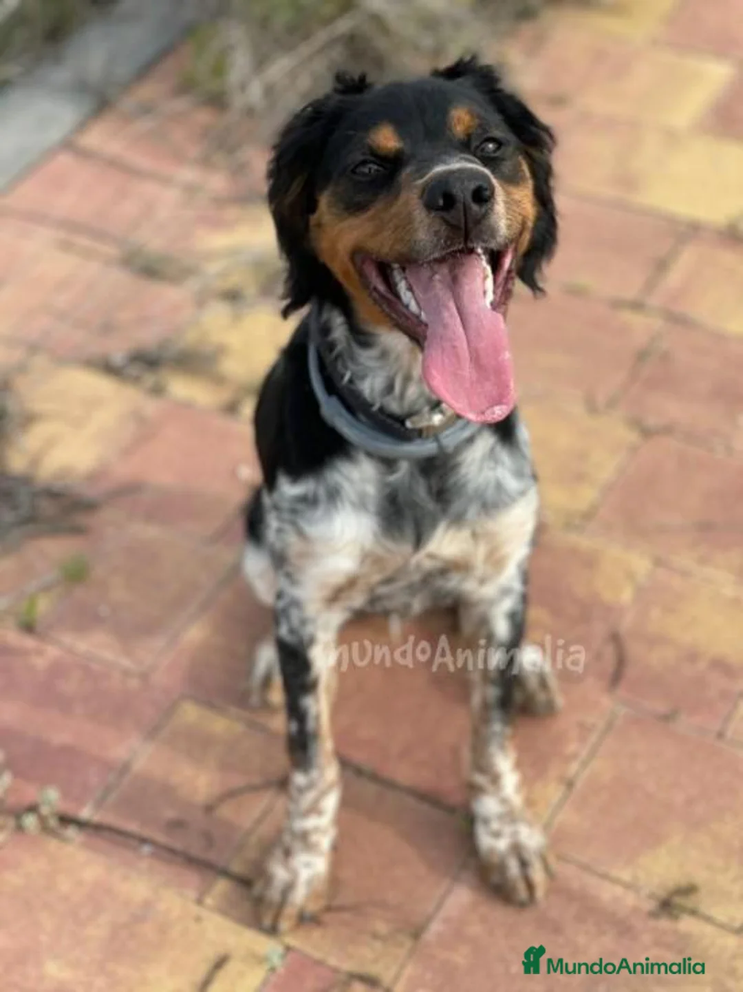 Imagen de galería {{count}}