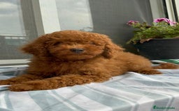 Caniche Toy perros en venta: Caniche toy linea asiática!!! - Imagen 7