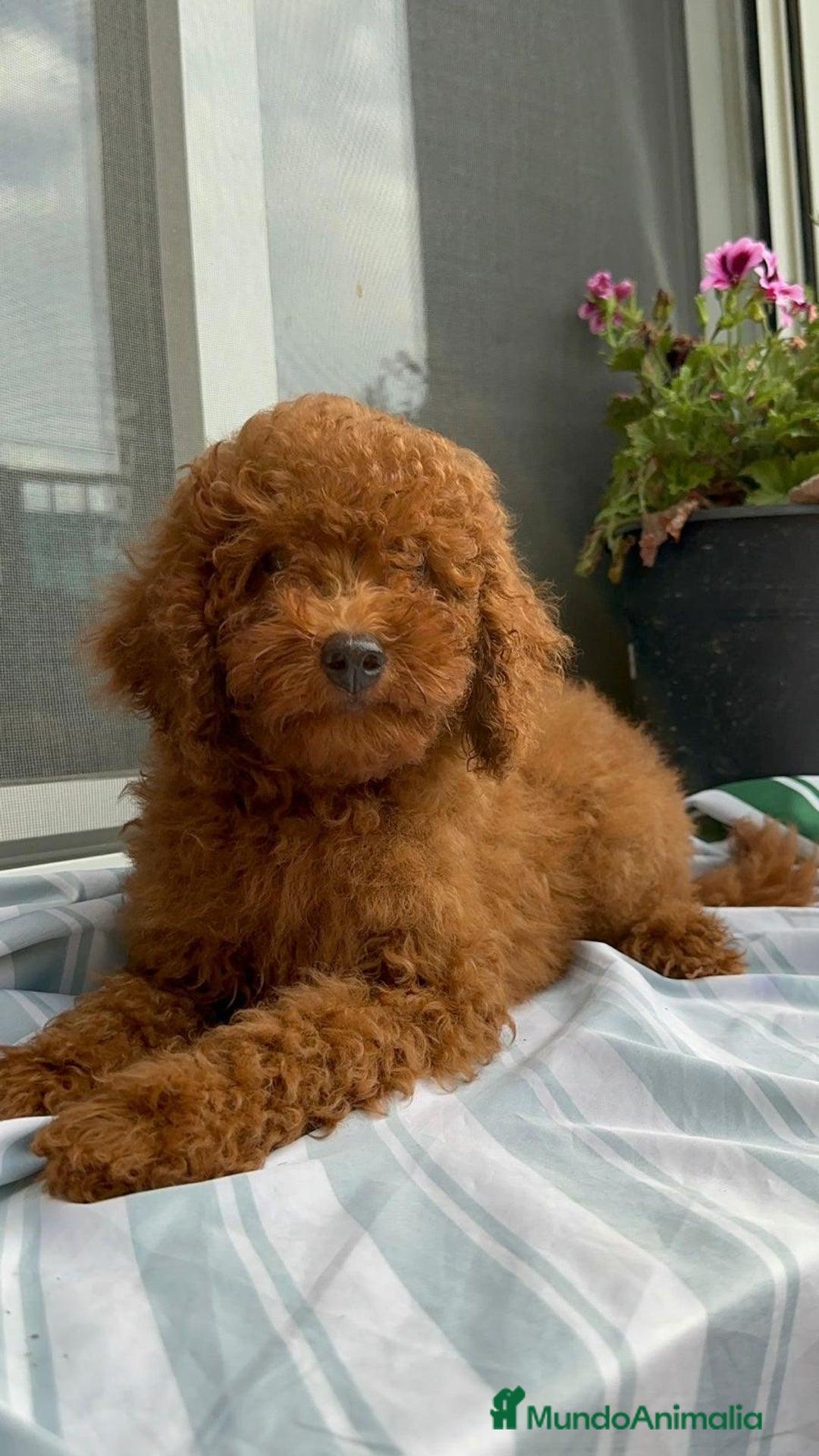 Caniche Toy perros en venta: Caniche toy linea asiática!!! - Imagen 7