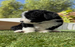 Perro de Agua Español perros en venta: PERRO DE AGUA RABON - Imagen 4