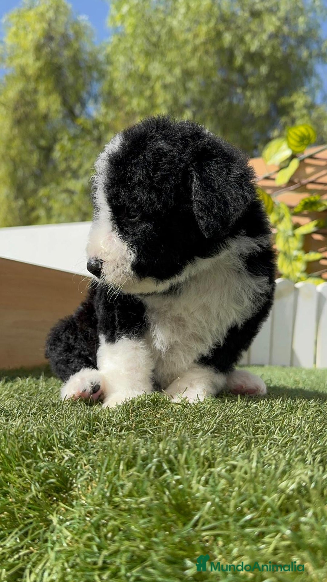 Perro de Agua Español perros en venta: PERRO DE AGUA RABON - Imagen 4