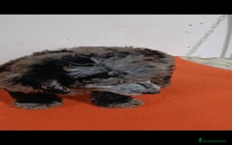Caniche Toy perros en venta: Exclusivos caniche toy exóticos!!! - Imagen 4