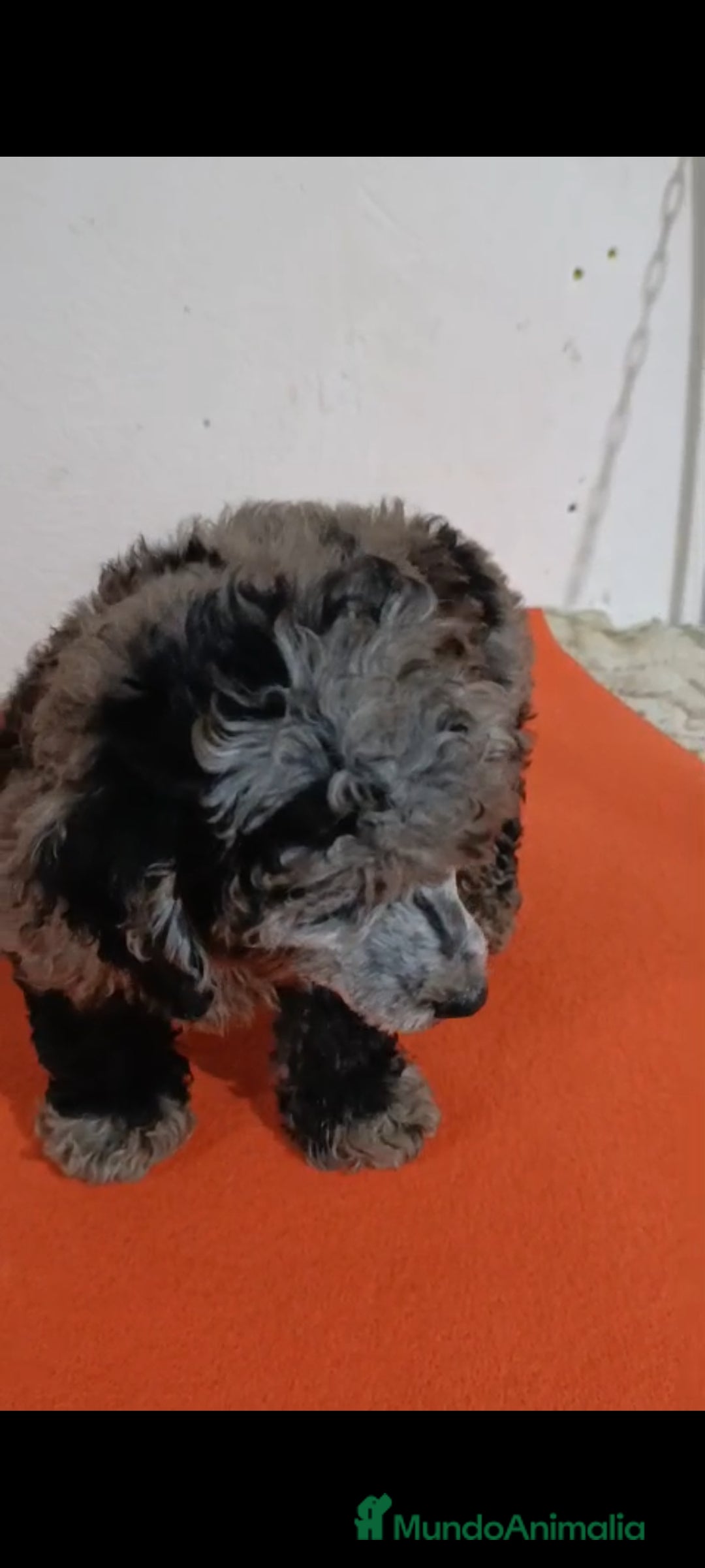 Caniche Toy perros en venta: Exclusivos caniche toy exóticos!!! - Imagen 4